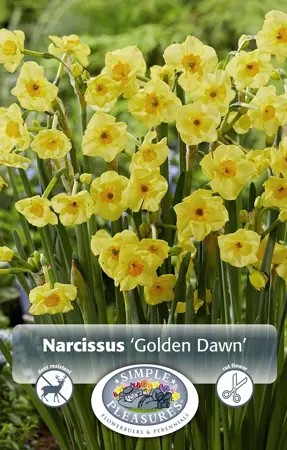 Narcissus Tazetta Golden Dawn | 100 pce - image 1