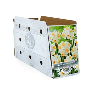 Narcissus Tazetta Kapiti Peach | Cappers 5 x 12 - image 2