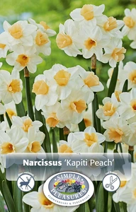 Narcissus Tazetta Kapiti Peach | Cappers 5 x 12 - image 4