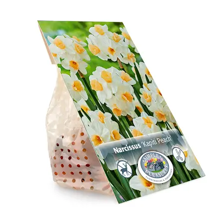 Narcissus Tazetta Kapiti Peach | Cappers 5 x 12 - image 3