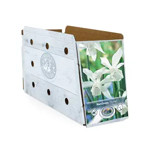 Narcissus Triandus Thalia | Cappers 10 x 12 - image 2