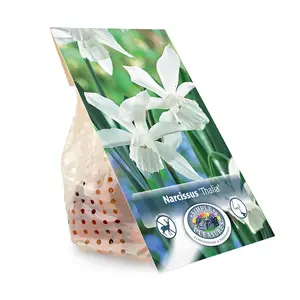 Narcissus Triandus Thalia | Cappers 10 x 12 - image 3
