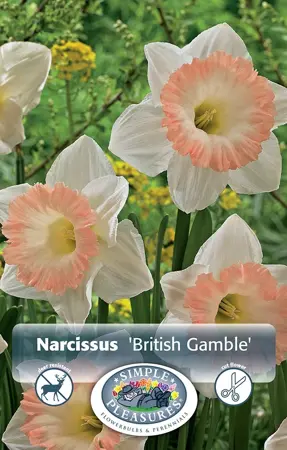 Narcissus Trumpet British Gamble | Cappers 5 x 12 - image 1