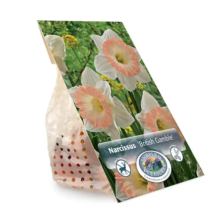 Narcissus Trumpet British Gamble | Cappers 5 x 12 - image 3