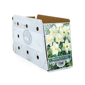 Narcissus Trumpet Mount Hood | 40 pce - image 2