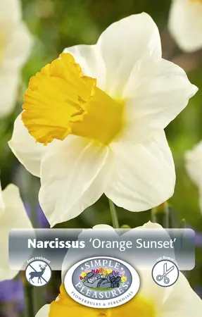 Narcissus Trumpet Orange Sunset | Cappers 5 x 12 - image 1