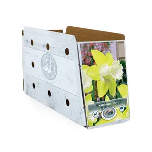 Narcissus Trumpet Teal | Cappers 4 x 15 - image 2