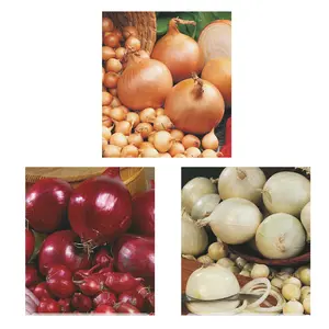 Onion Assortiment | 40 pce