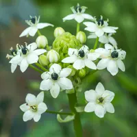 Ornithogalum