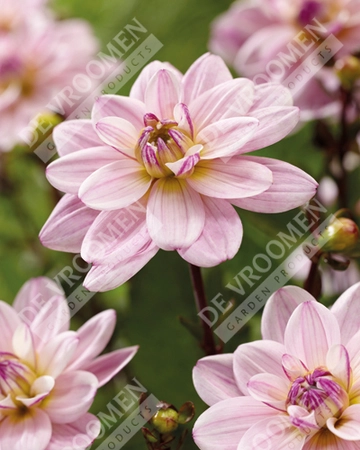 Dahlia Pacific Jewel | 15 pce