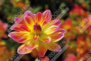 Dahlia Pacific Ocean | 15 pce