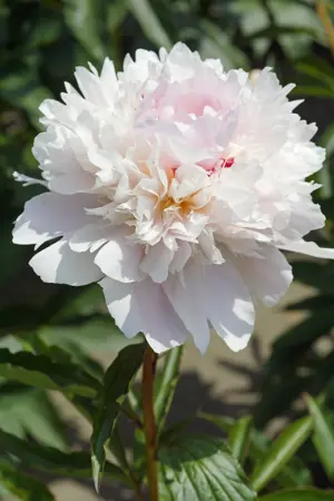 Paeonia Alertie | 60 pcs