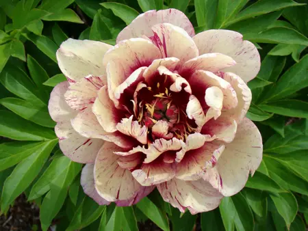 Paeonia All That Jazz | 75 pcs
