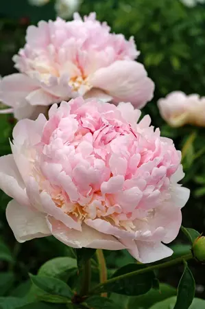 Paeonia Angel Cheeks | 60 pcs