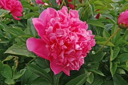 Paeonia Best Man | 60 pcs