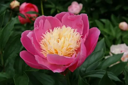Paeonia Bowl of Beauty | 60 pcs