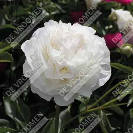 Paeonia Bowl Of Cream | 60 pcs