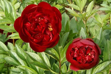 Paeonia Buckeye Belle | 60 pcs