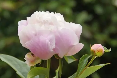Paeonia Catharina Fontijn | 60 pcs