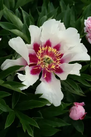 Paeonia Cora Louise | 5 pcs