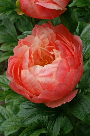 Paeonia Coral Charm | 15 pce