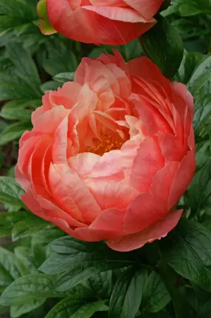 Paeonia Coral Charm | 60 pcs