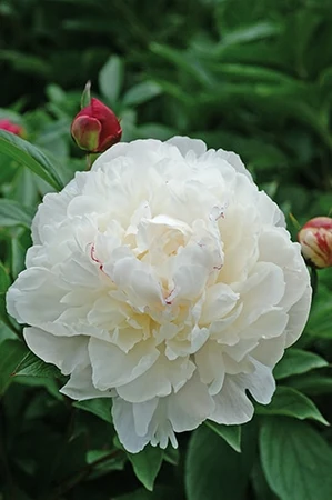 Paeonia Festiva Maxima | 60 pce
