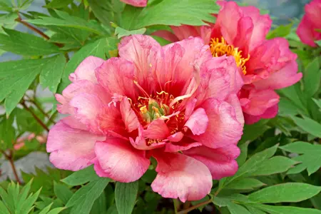 Paeonia Hillary | 75 pcs