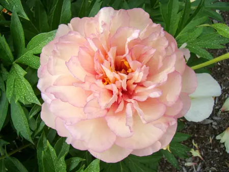 Paeonia Itoh Scrumdidleumptious | 75 pcs