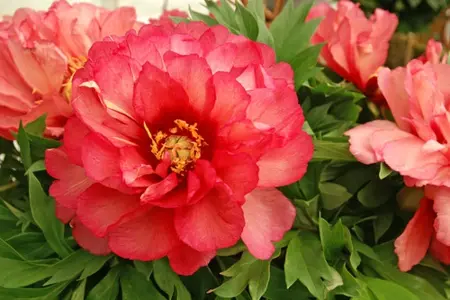 Paeonia Julia Rose | 75 pcs