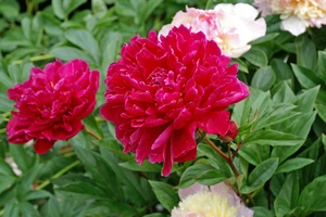 Paeonia Kansas | 15 pce