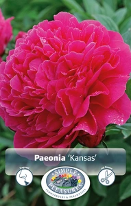 Paeonia Kansas | 15 pce