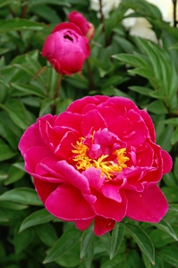 Paeonia Karl Rosenfield | 15 pce