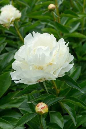 Paeonia Kelway's Glorious NEW | 15 pcs