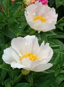 Paeonia Krinkled White | 15 pce