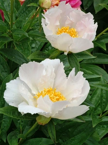 Paeonia Krinkled White | 60 pce
