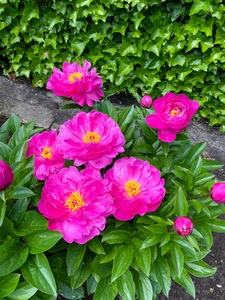 Paeonia Nice Gal NEW | 15 pcs