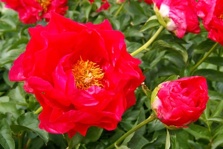 Paeonia Paula Fay | 15 pce