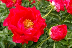 Paeonia Paula Fay | 15 pce