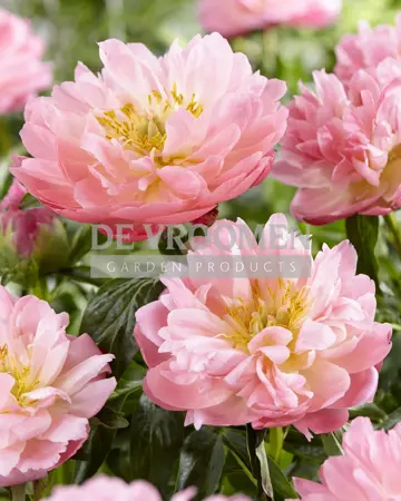 Paeonia Pink Hawaiian Coral | 60 pcs