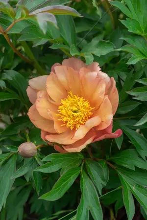 Paeonia Singing In The Rain | 5 pcs