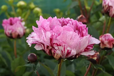 Paeonia The Fawn | 15 pce