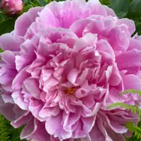 Paeony Garden Peony