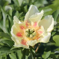 Paeony Intersectional (Itoh Peony)