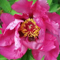 Paeony Lactoflora