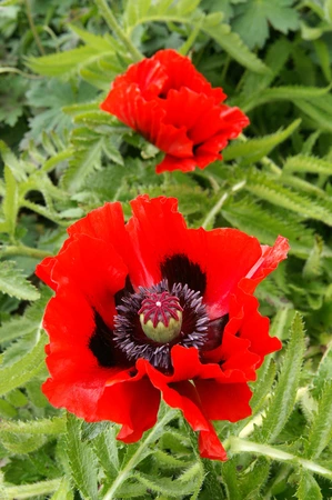 Papaver Beauty of Livermere | 25 pce