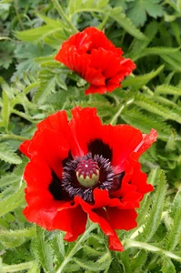 Papaver Beauty of Livermere | 200 pce
