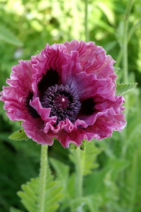 Papaver Central Park | 200 pce