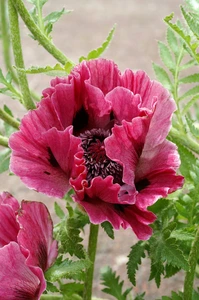 Papaver Harlem | 200 pce