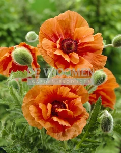 Papaver Harvest Moon | 200 pce